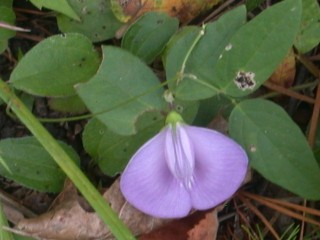 Centrosema virginiana butterfly pea 2.jpg