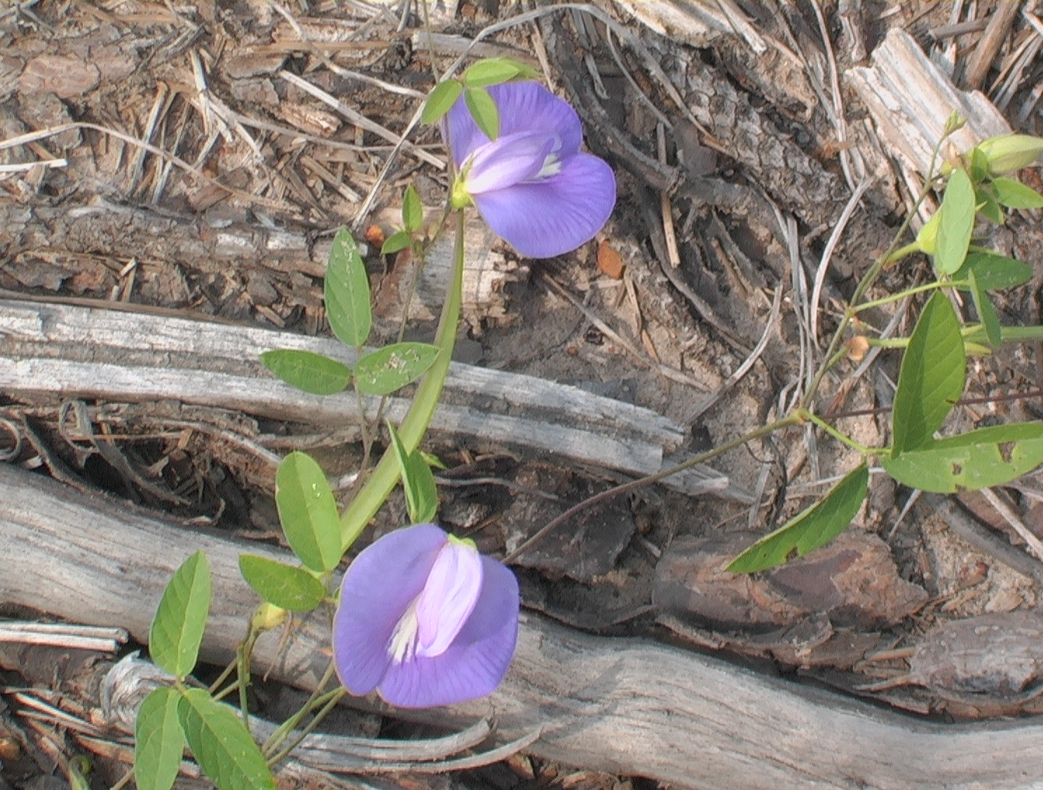 Centrosema virginiana butterfly pea.JPG