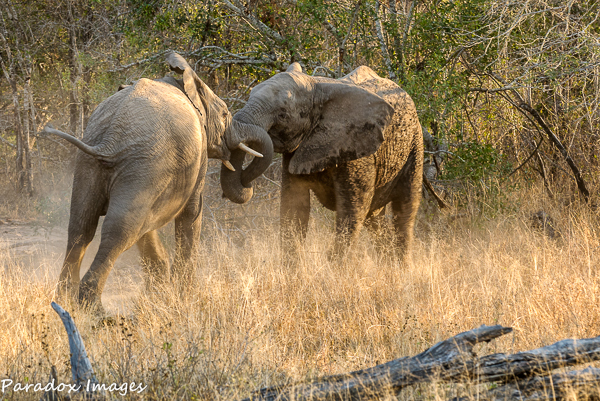 Elephant Boys