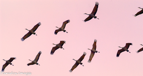 Sandhill Crane Composition