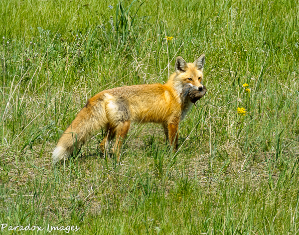Fox and Kill