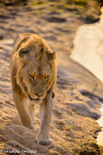 Lion Male near the Sand River