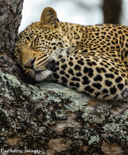 Let Sleeping Leopards Lie