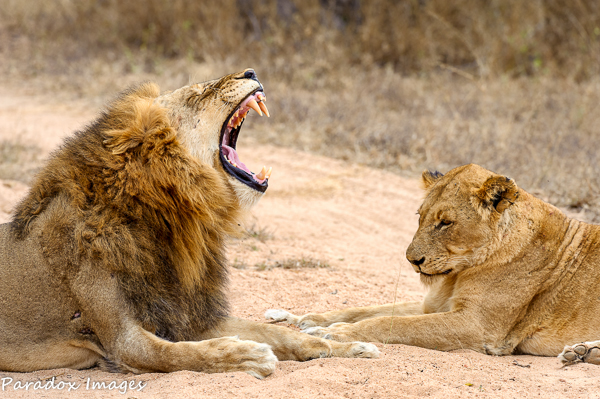 Lions Courting
