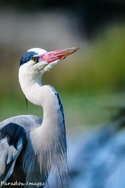 Heron
