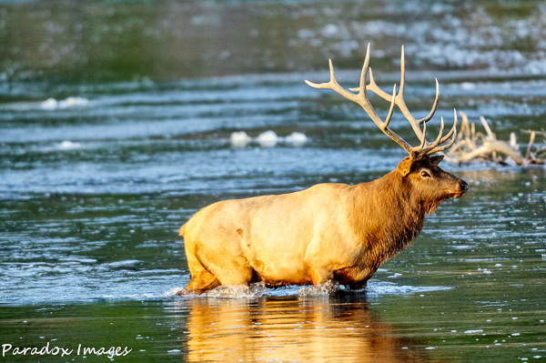 Bull elk fording