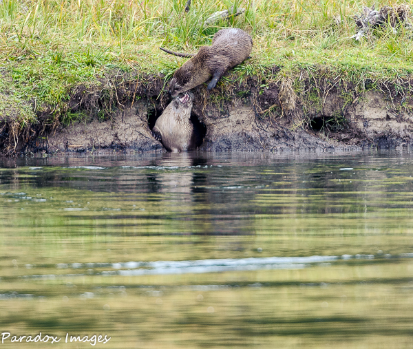 Otter Play V
