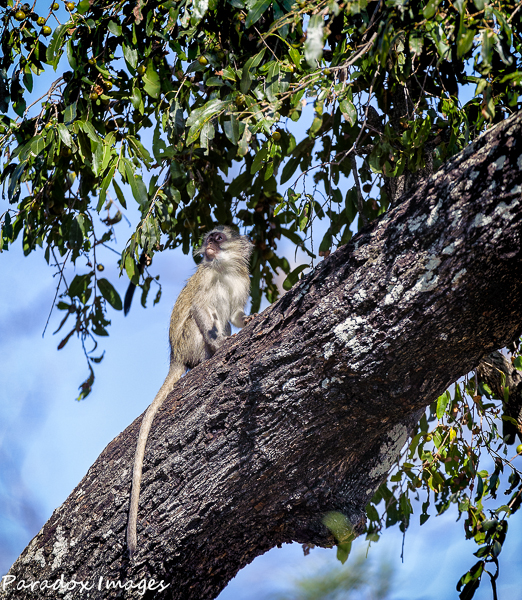 Young monkey