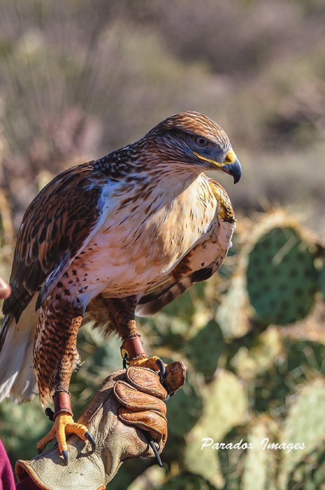 Ferriginous Hawk