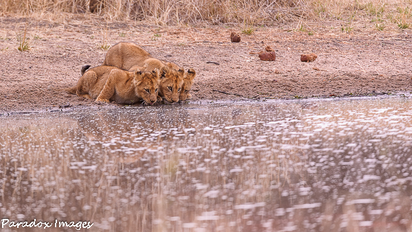 Cubs Drinking