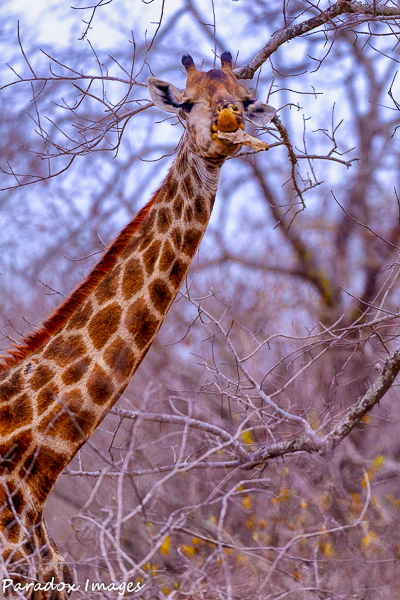 Giraffe Chewing on a bone
