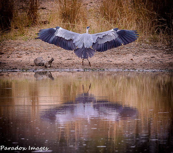 Grey Heron coming in for a landing