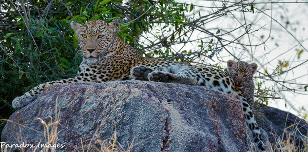 Leopard and cub survey their surroundings