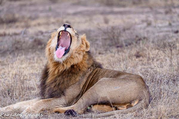 Lion Male expressing his mood