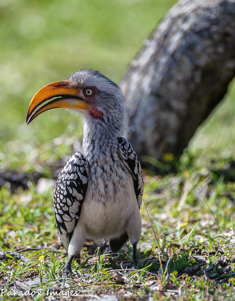 Yellow Billed Horn Bill