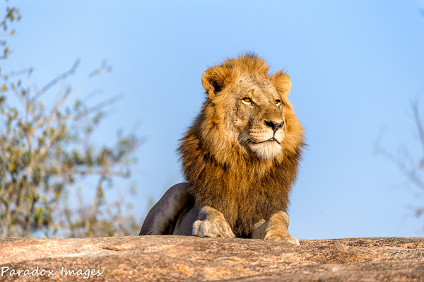 Lion King