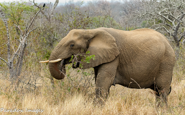 Elephant Cow