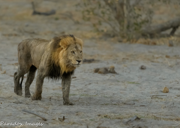 Male Stalking