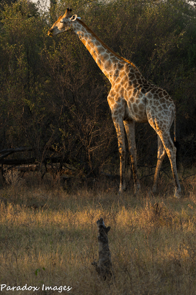 Golden Hour Giraffe
