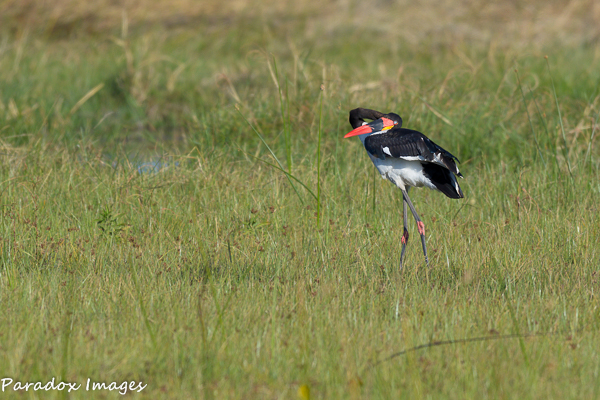 Saddle Billed Stork Neck Bending