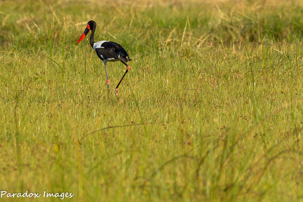 Saddle Billed Stork on the hunt