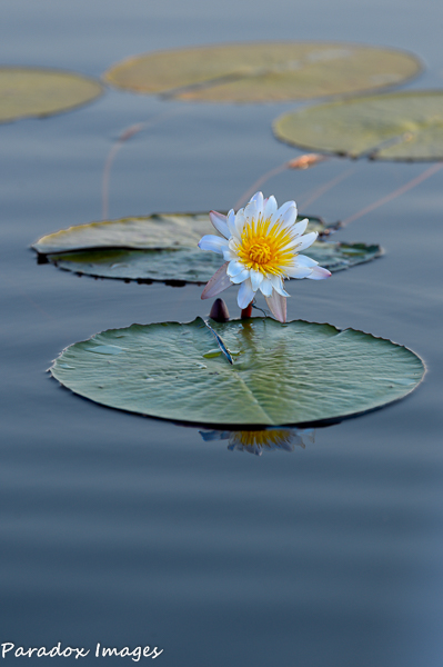 Water Lilly