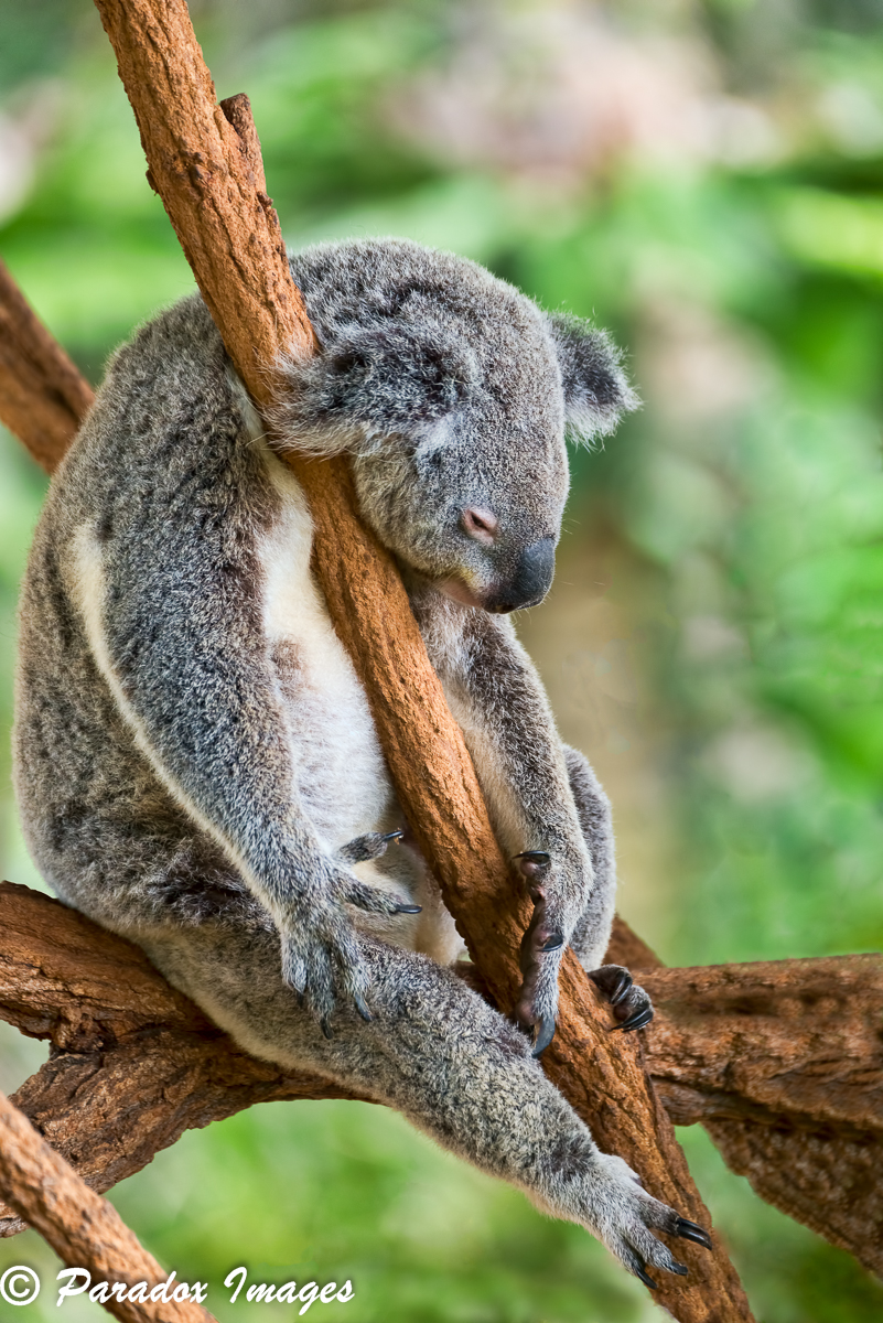 Sleeping Koala