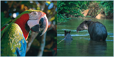 08-rainforest-animals-1-jpg.jpg