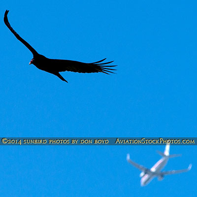 2014 - Turkey Vulture (Buzzard) and American Airlines B757 soaring over Miami Lakes stock photo #3661