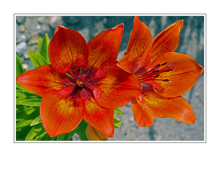 Prairie Lily