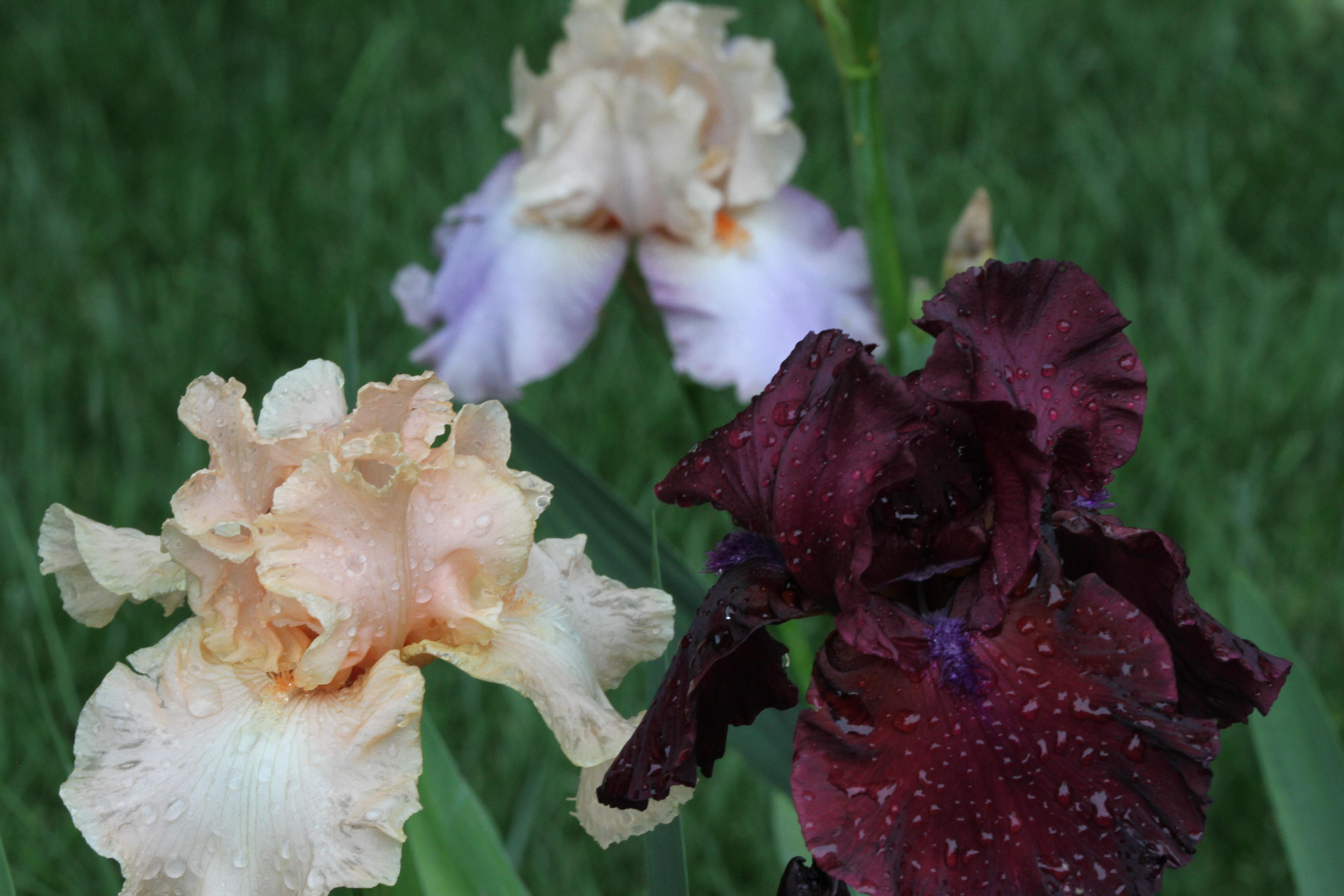 3 irises