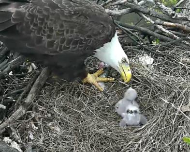 Parent feeding DC2, later named Freedom