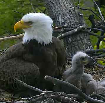 American Eagle Foundation Webcams 2016 - Screenshots (DC eagle cam)