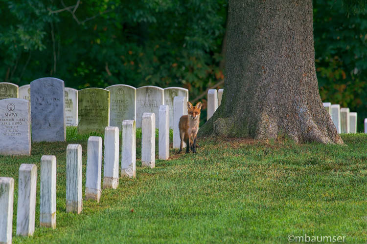 Annapolis_74381