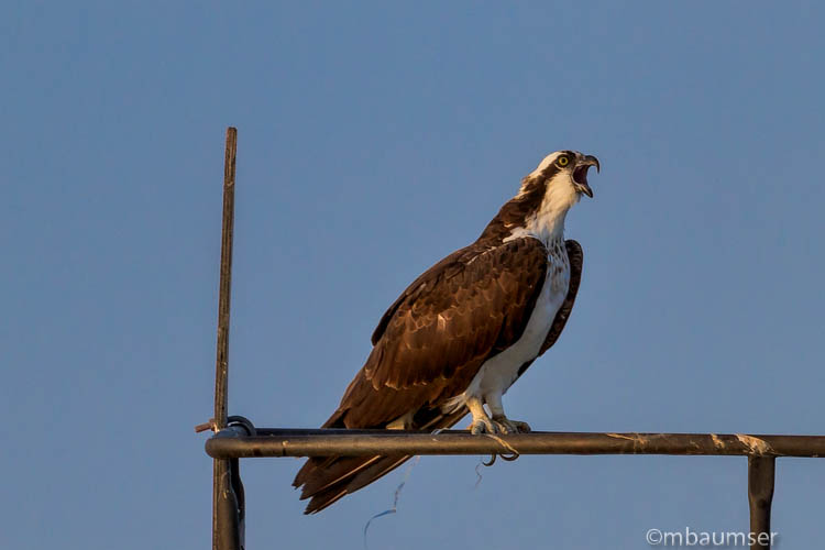 Annapolis_74547