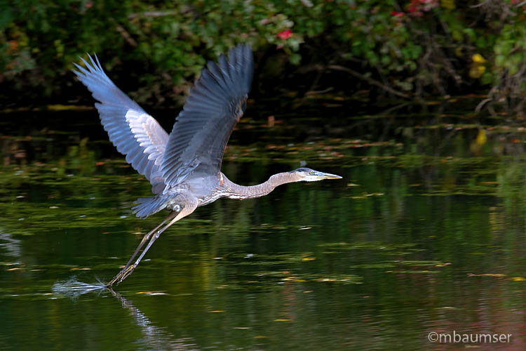 GBH Takes Flight 81061