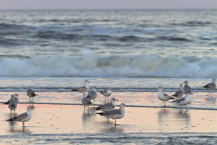 Sea And Gulls