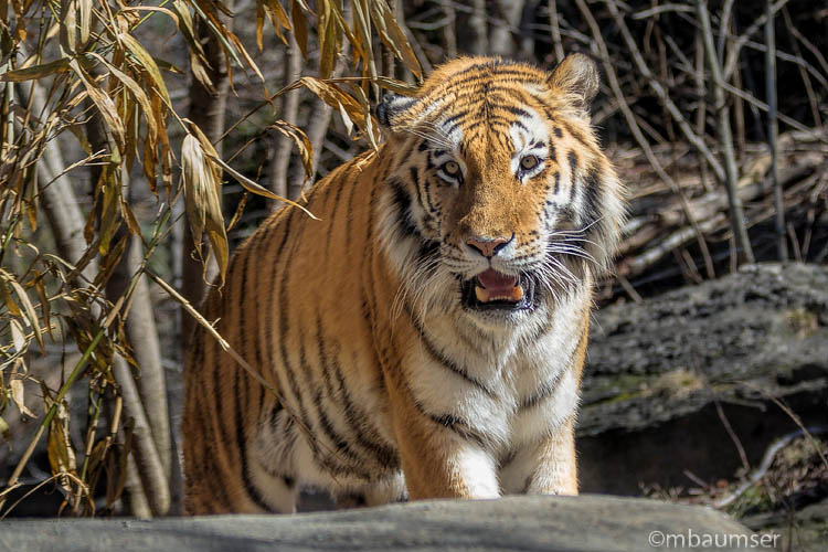 Siberian Tiger 89224