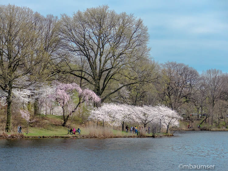 Cherry Blossoms of Branch Brook Park, NJ