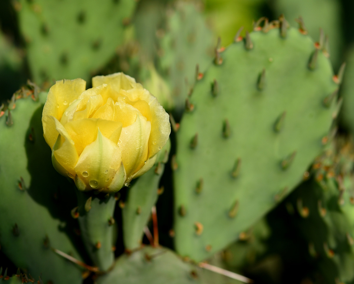 Cactus Bloom After the Rain
