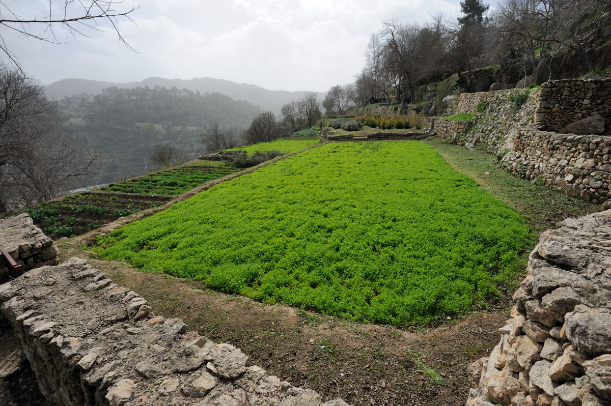 Agricultural terrace