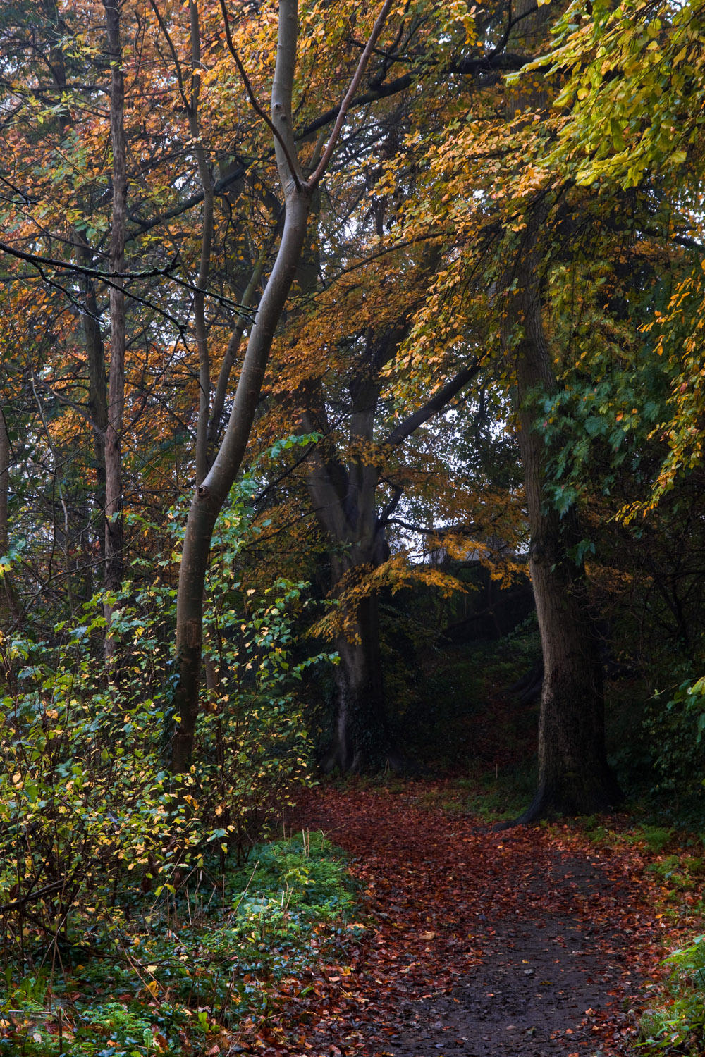 Dene Wood autumn IMG_7024.jpg