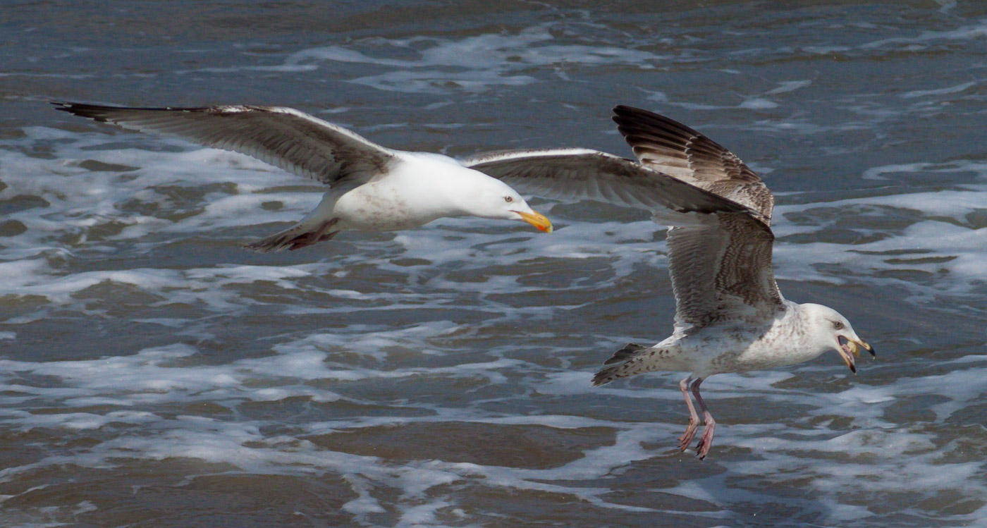 Filey IMG_0966.jpg