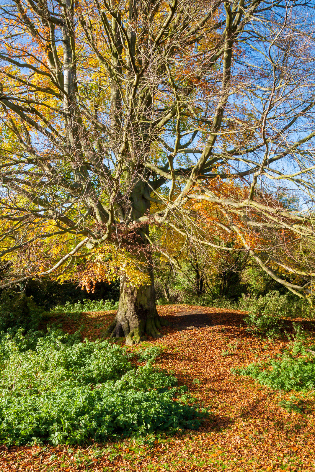 Beverley Westwood IMG_7820.jpg