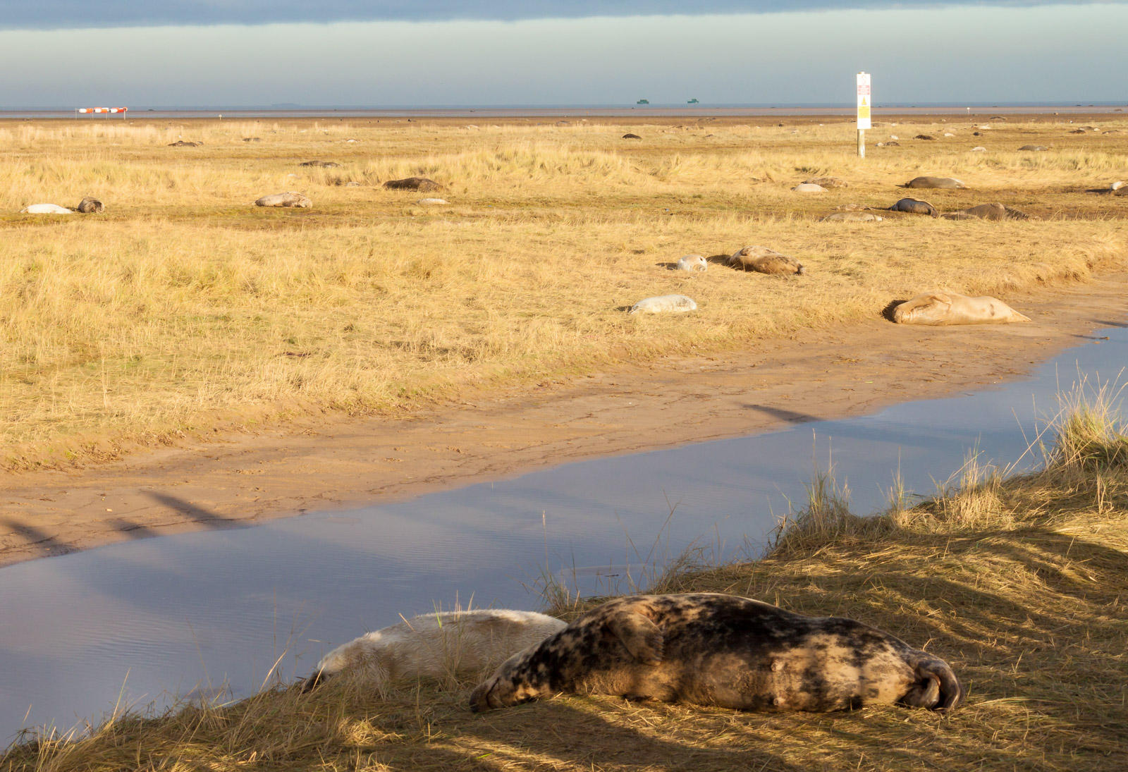 Donna Nook IMG_8775.jpg