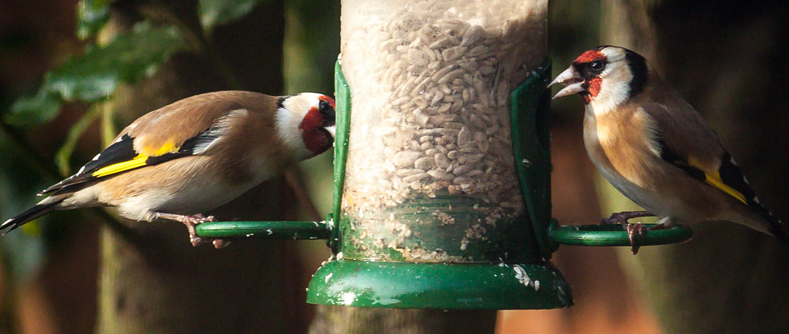 Pair of Goldfinches IMG_0035.jpg