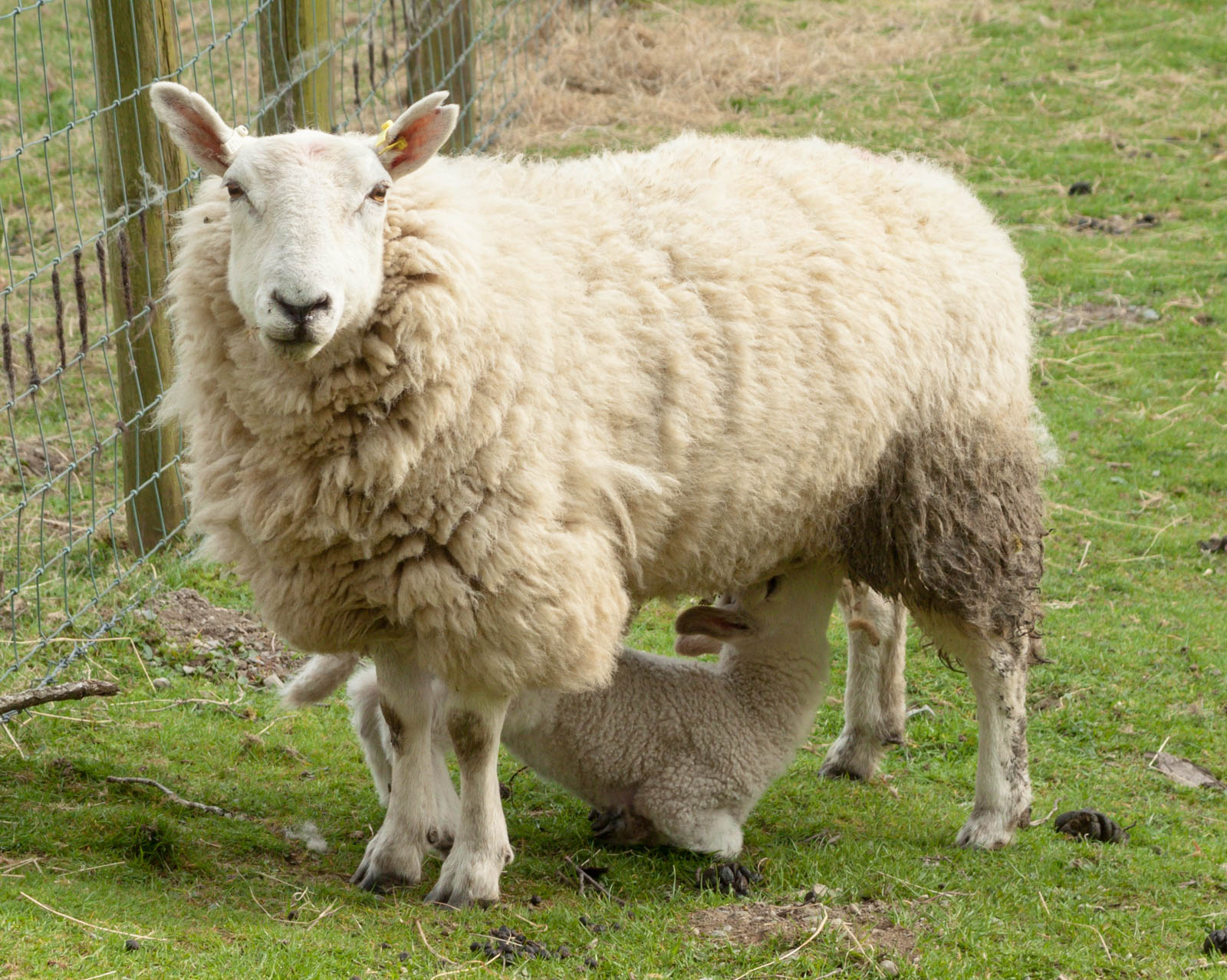 Sheep and lamb IMG_1395.jpg