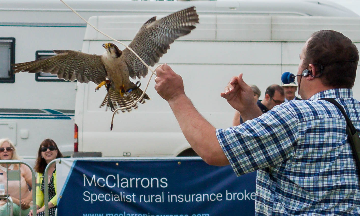 Peregrine Falcon at Driffield Show 2016 IMG_2996.jpg