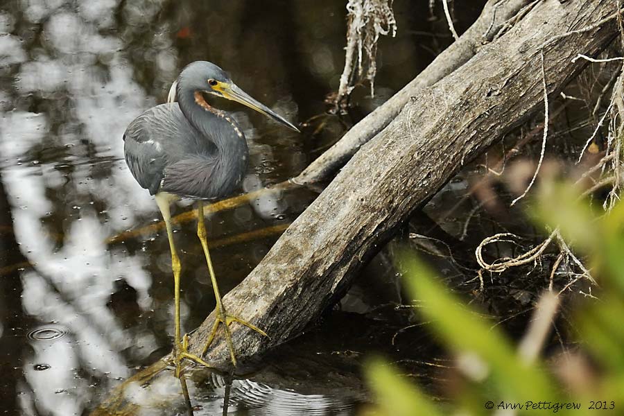 Tri-colored Heron