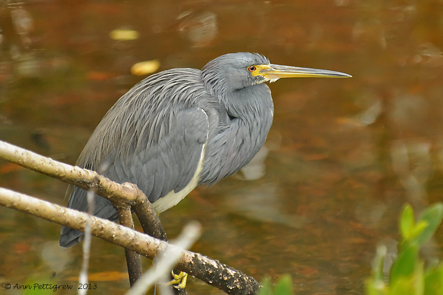 Tri-colored Heron